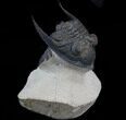 Bumpy Zlichovaspis Trilobite - Great Eye Facets #34505-2